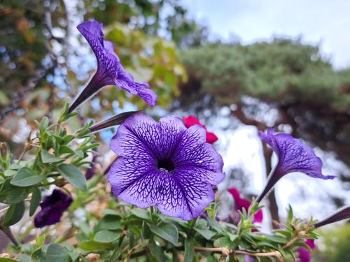 Free stock photo of blue, flower, flowers Stock Photo