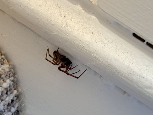 Free stock photo of animal close-up, animal closeup, arachnid Stock Photo