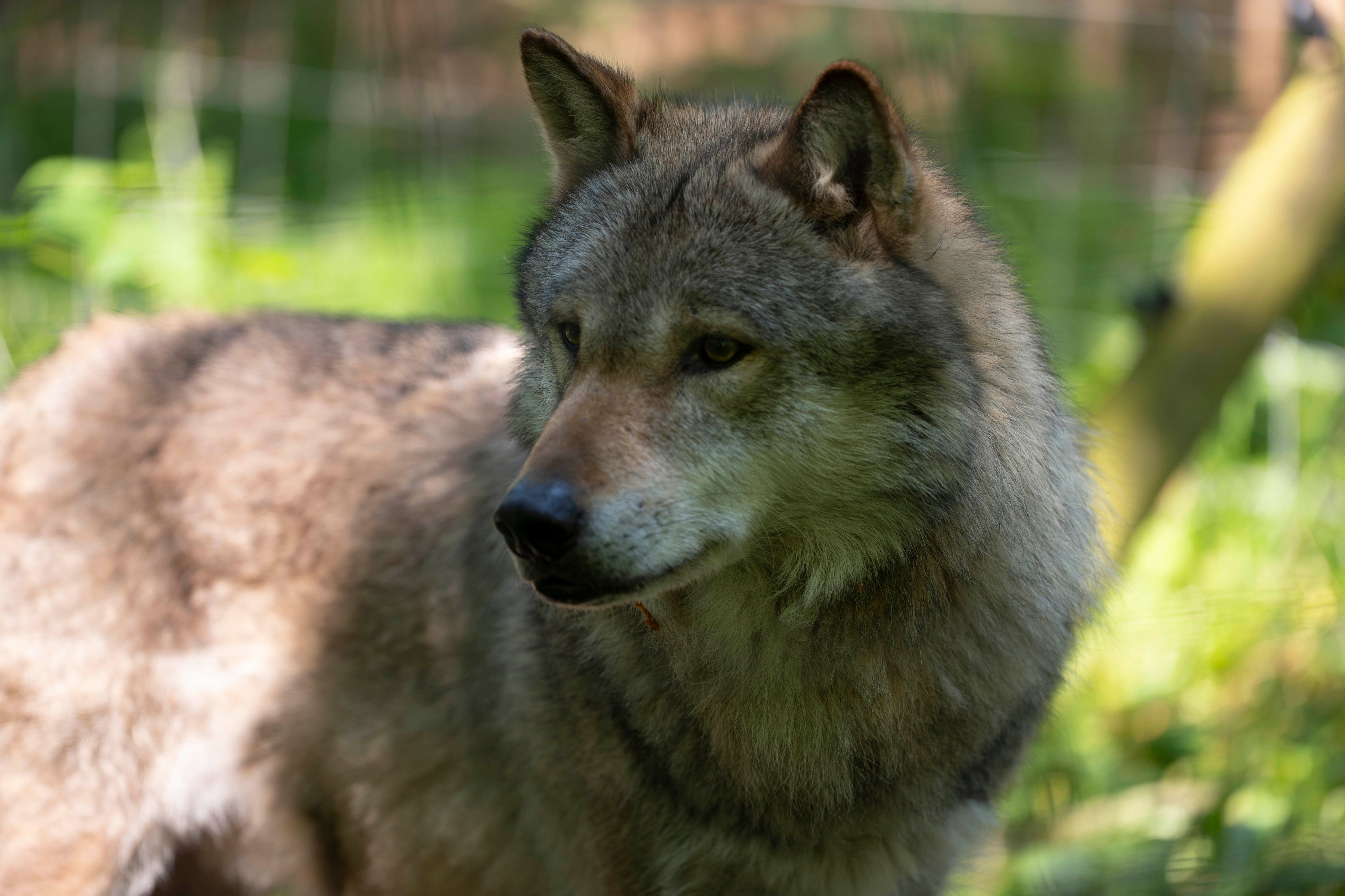 A stunning gray wolf standing in a sunlit forest glade, capturing its wild essence.