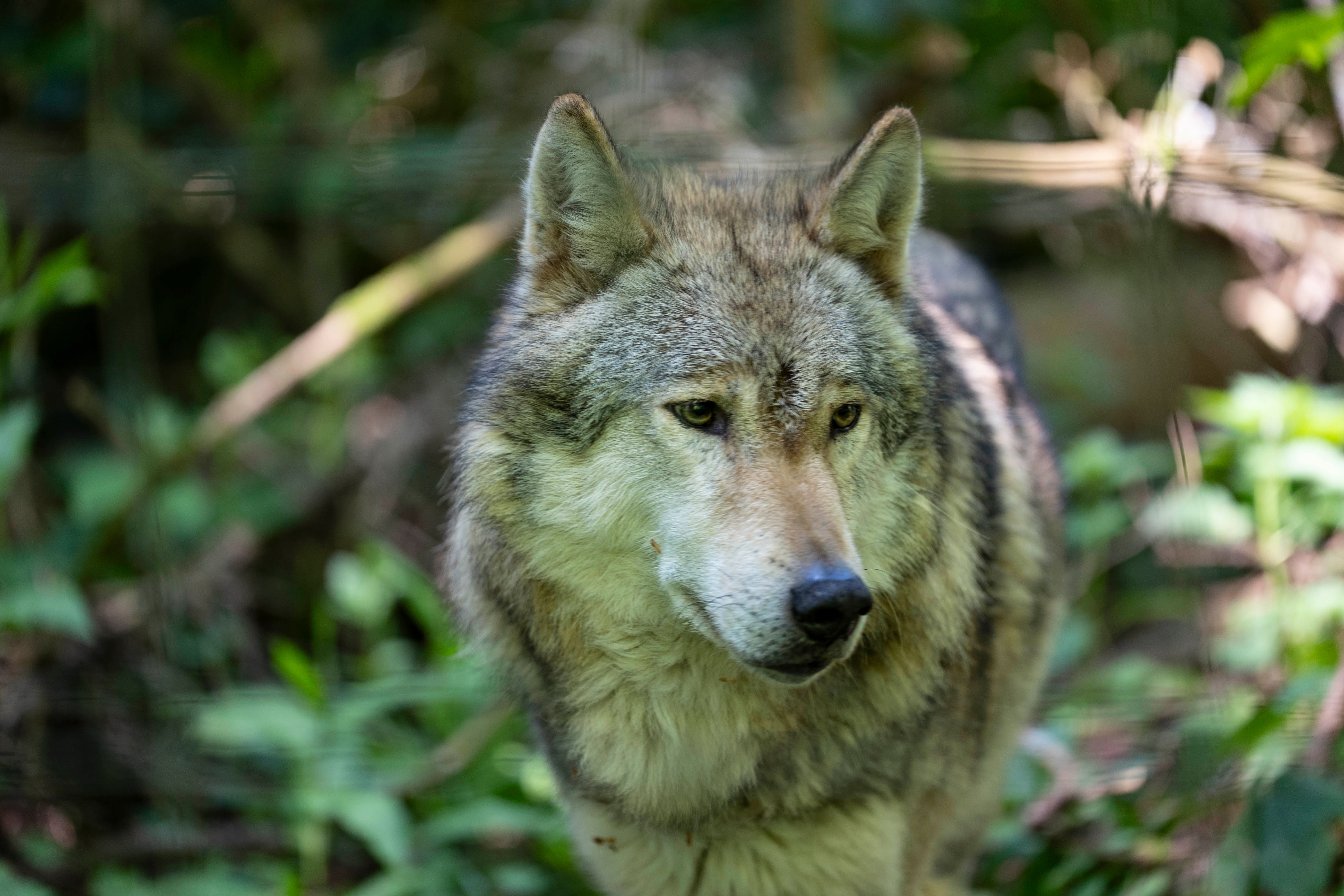 Captivating close-up of a gray wolf amidst lush greenery, highlighting its majestic features.