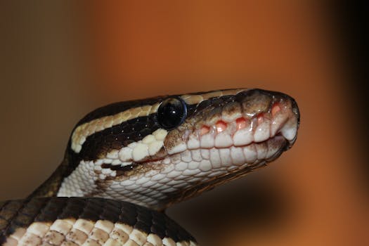Free stock photo of reptile, exotic, snake, constrictor