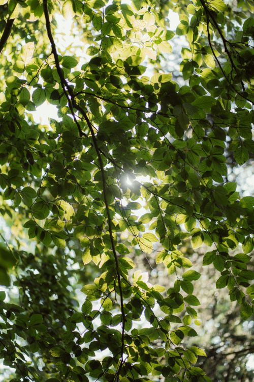 Free Beautiful sunlight shining through vibrant green leaves creating a tranquil nature scene. Stock Photo