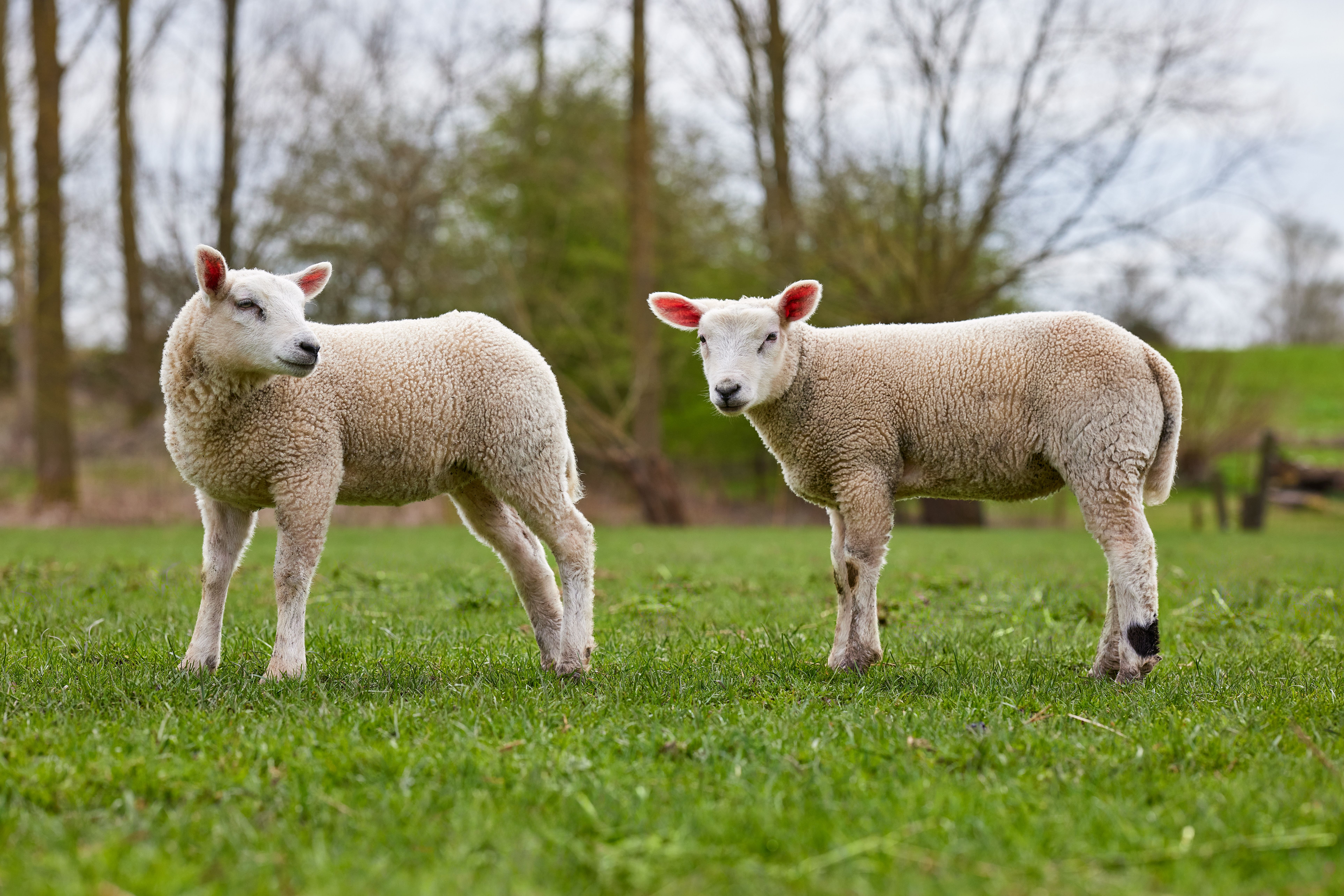 Two adorable lambs standing in a green spring meadow, perfect for animal and nature themes.