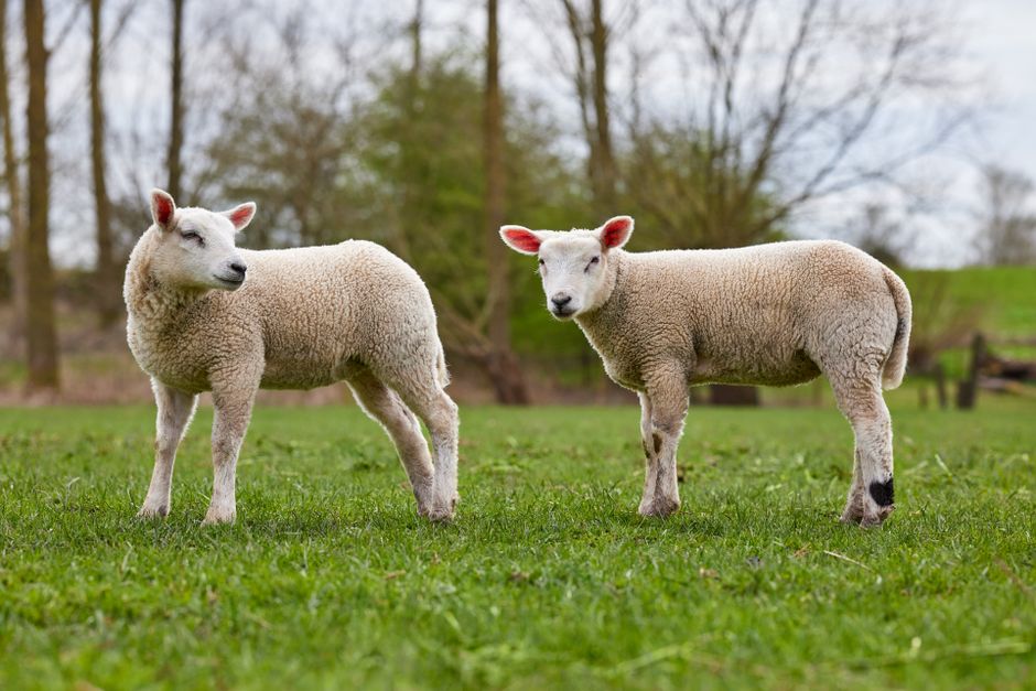 Two adorable lambs standing in a green spring meadow, perfect for animal and nature themes.
