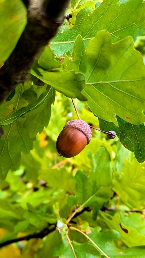 Free A detailed image of a single acorn hanging from an oak branch, surrounded by lush green leaves. Stock Photo