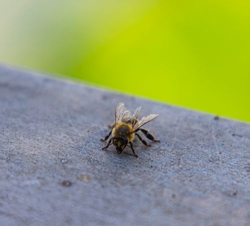 Free Macro shot of a honey bee on a gray surface against a vibrant green background. Stock Photo