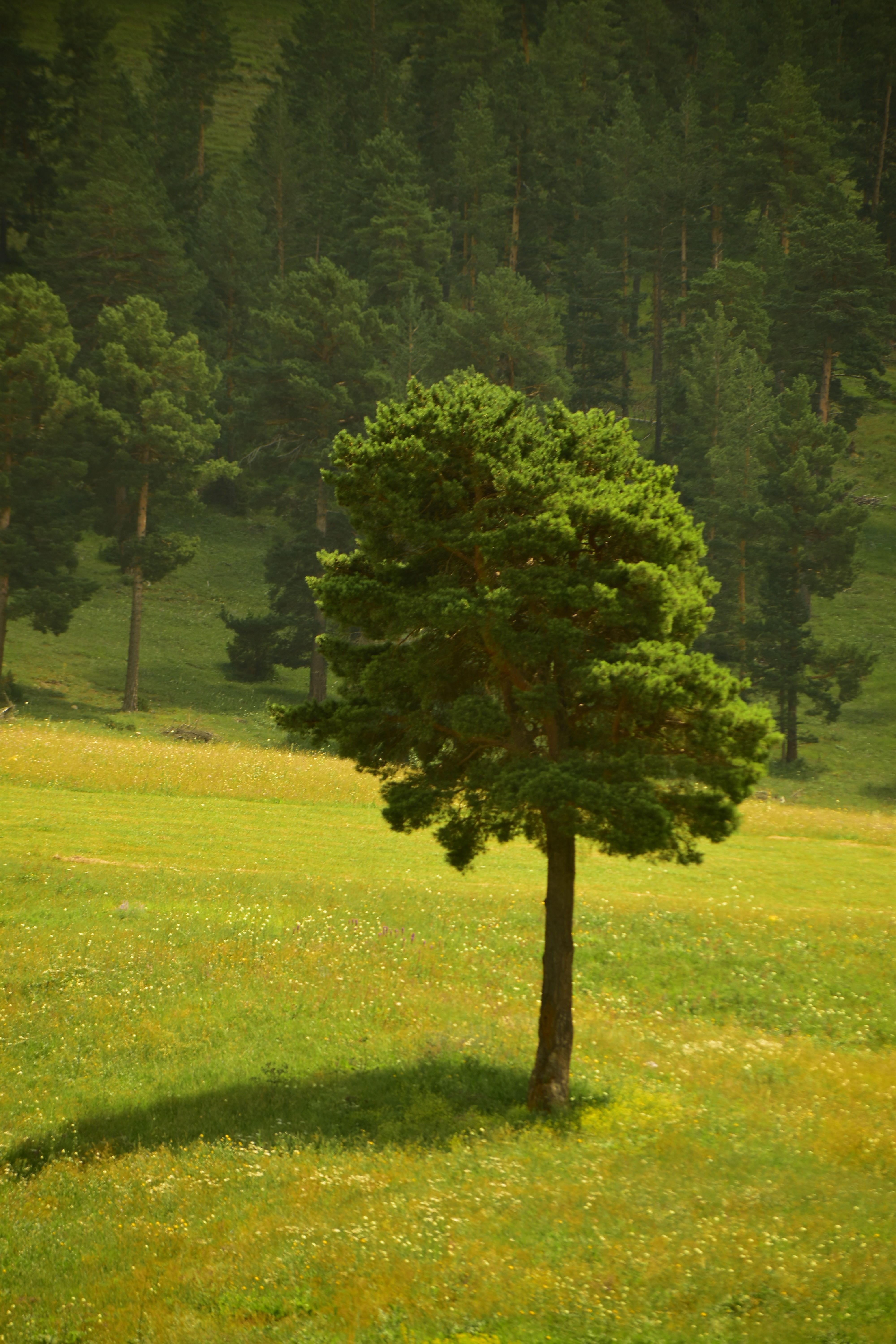 A lone pine tree stands amidst a sunlit meadow, surrounded by a lush forest.