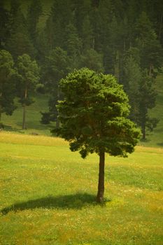 A lone pine tree stands amidst a sunlit meadow, surrounded by a lush forest.