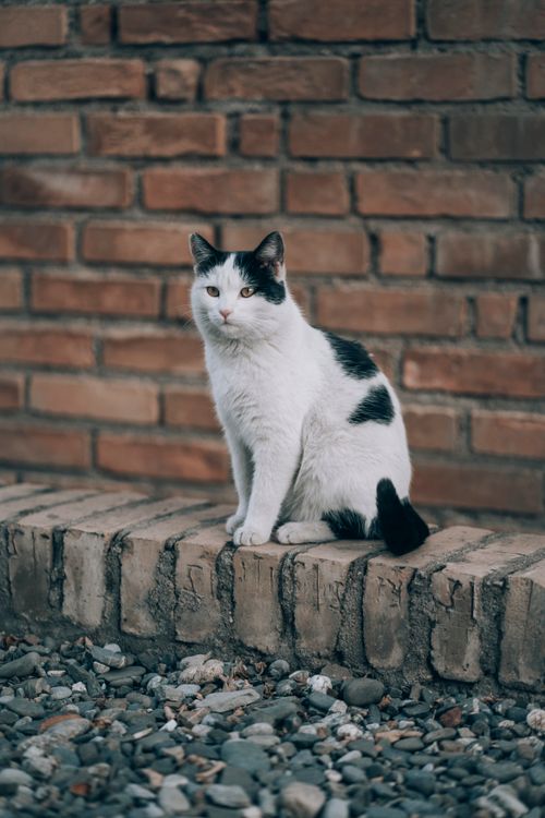 Free A stray cat sits calmly against a rustic brick wall in historic Samarkand. Stock Photo