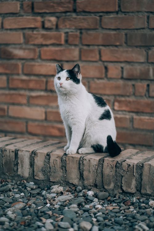 Free A stray cat perched on a brick wall in Samarkand, Uzbekistan, against a textured background. Stock Photo