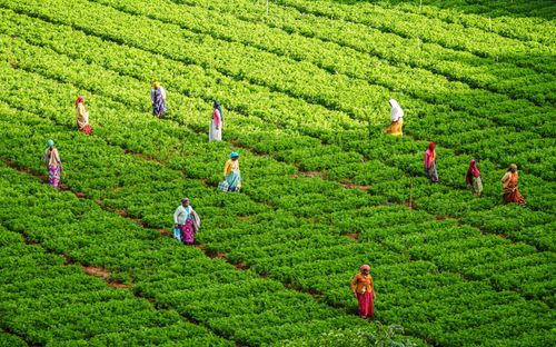 Free A scenic view of farmers working in lush green fields in Ooty, India, showcasing traditional agriculture. Stock Photo