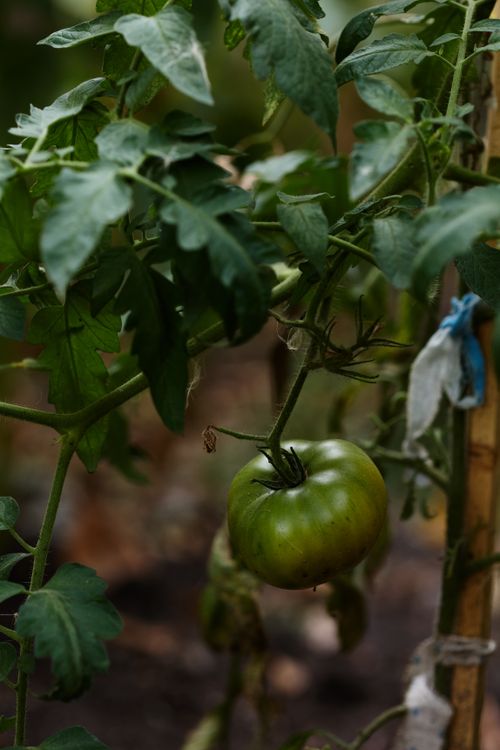 Free Close-up of a green tomato hanging on the vine with lush leaves in a garden setting. Stock Photo