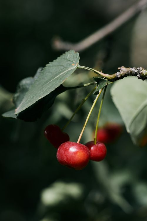 Free Detailed image of bright red cherries hanging from a tree branch against a blurred background. Stock Photo