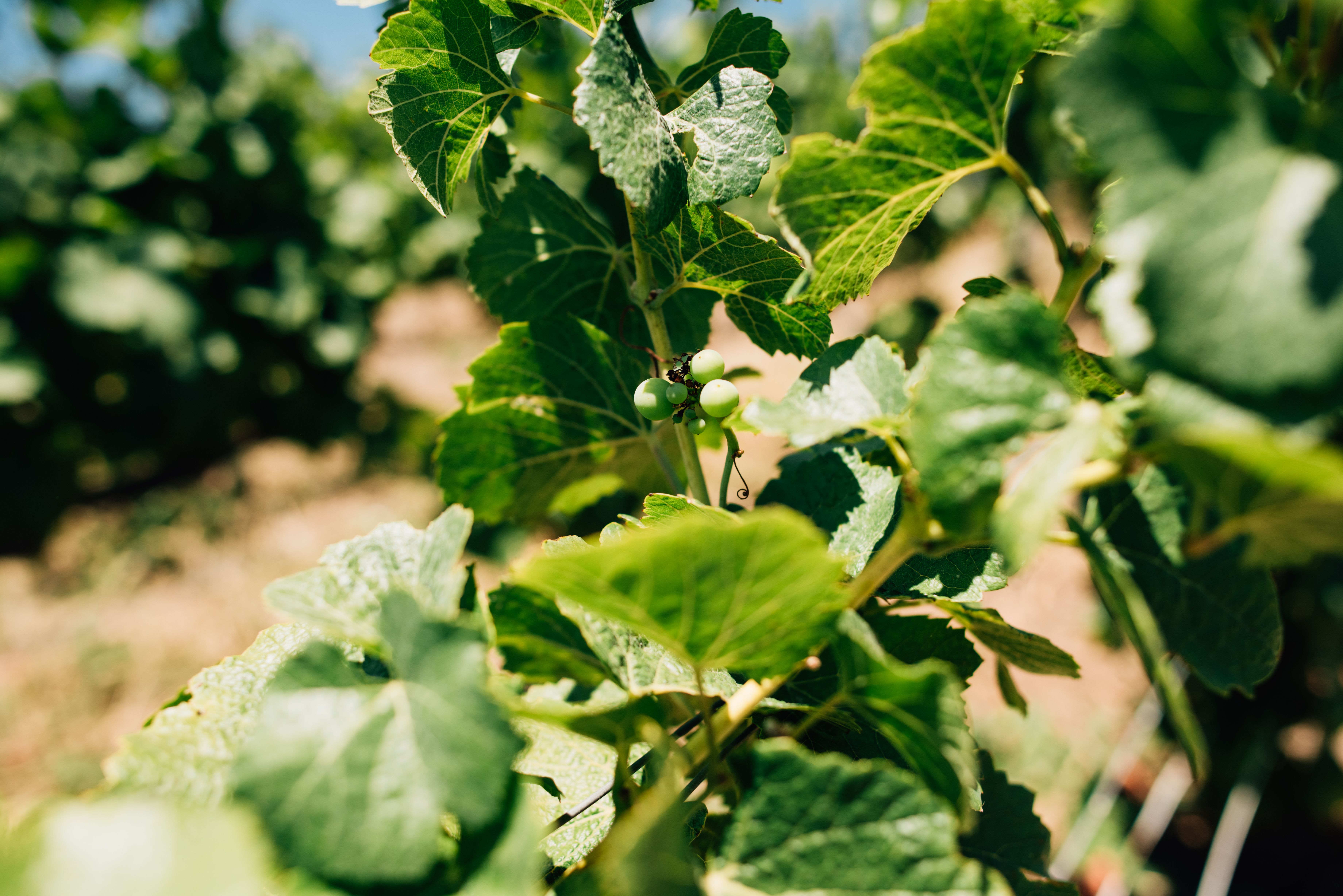 Vibrant green grapevines with young grapes in a sunny Épernay vineyard.
