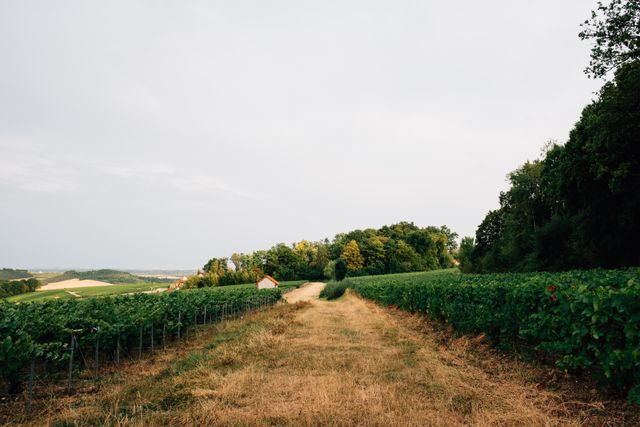 Paysage de vignoble en été pour illustrer le vin charentais