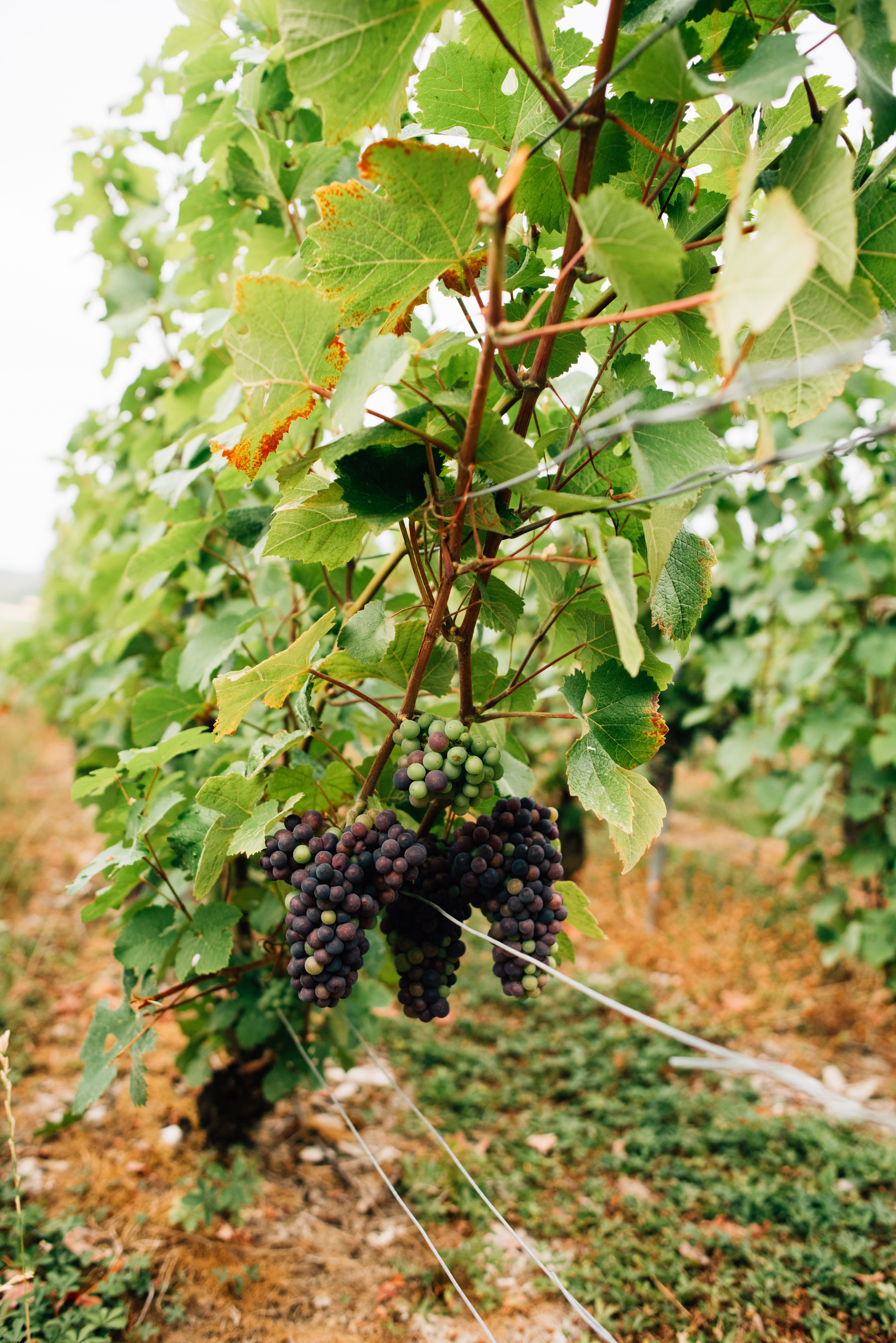 Les AOC du Val de Loire : cépages méconnus à découvrir - illustration