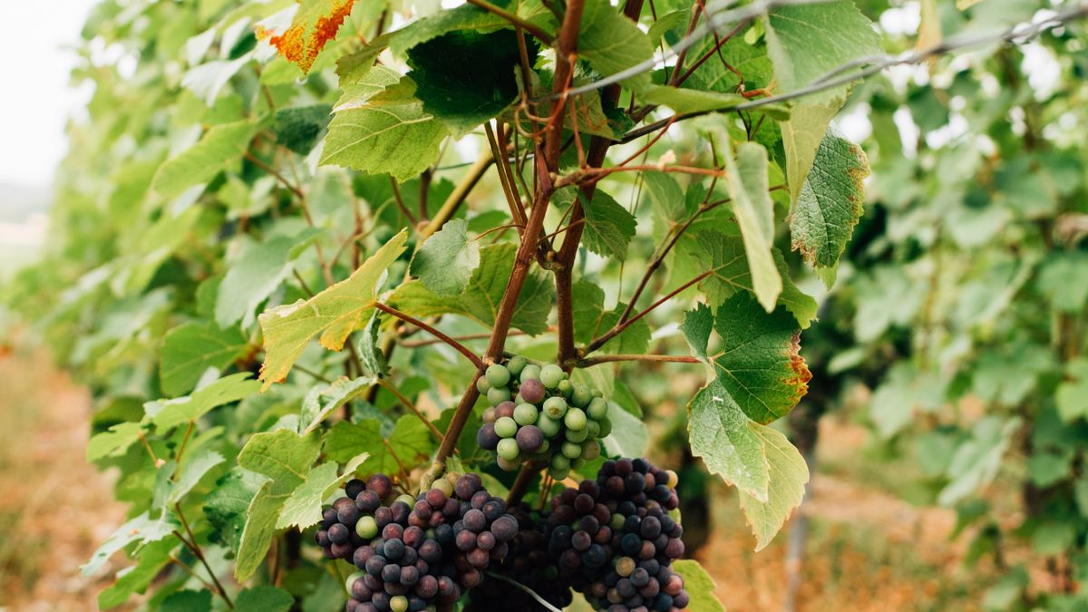 Les AOC du Val de Loire : cépages méconnus à découvrir - illustration