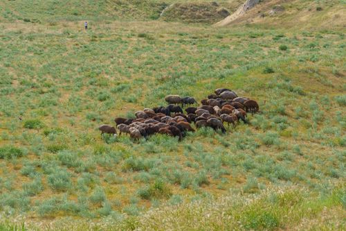Free A peaceful scene of sheep grazing on a lush hillside in Samarkand, Uzbekistan. Stock Photo