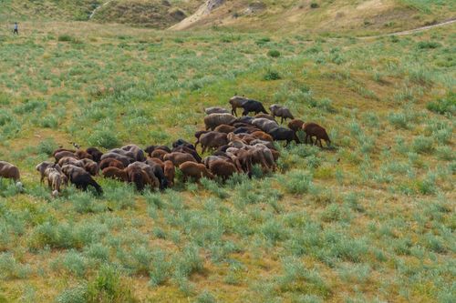 Free A flock of sheep grazing on green hills in Samarkand, showcasing serene rural life. Stock Photo