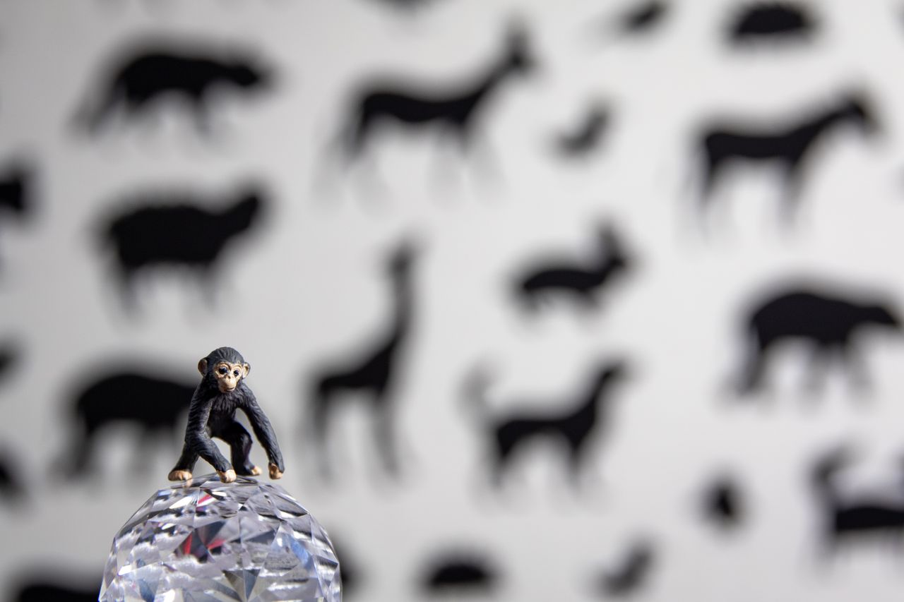 miniature toy monkey on a crystal ball with animal silhouette backgrou