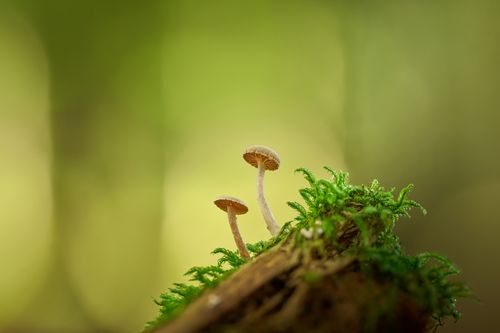 Free A detailed view of two small mushrooms emerging from a moss-covered log in a natural setting. Stock Photo