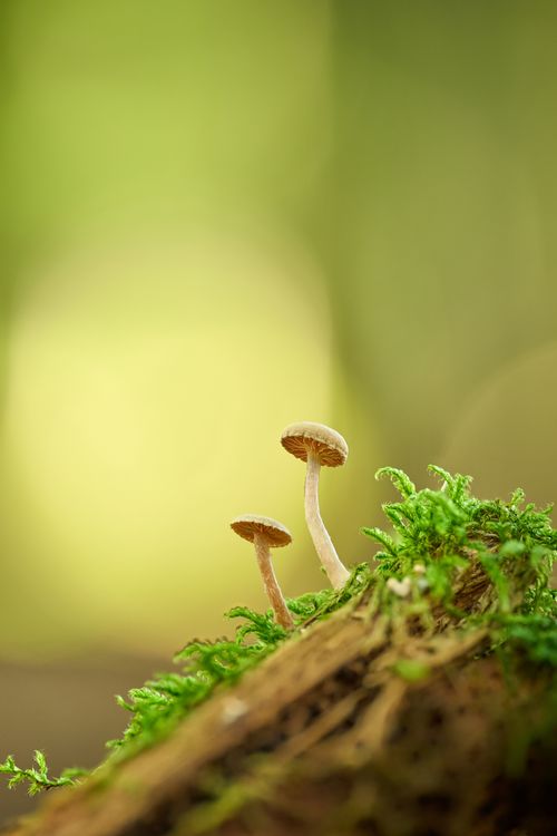 Free Close-up of mushrooms and moss in a forest setting, perfect for nature themes. Stock Photo