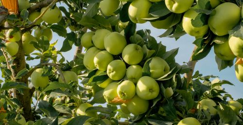 Free Vibrant green apples hanging from a tree branch in a sunny Malatya orchard. Stock Photo