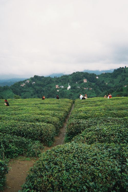 Free People exploring a lush tea plantation with rolling green hills in the background. Stock Photo