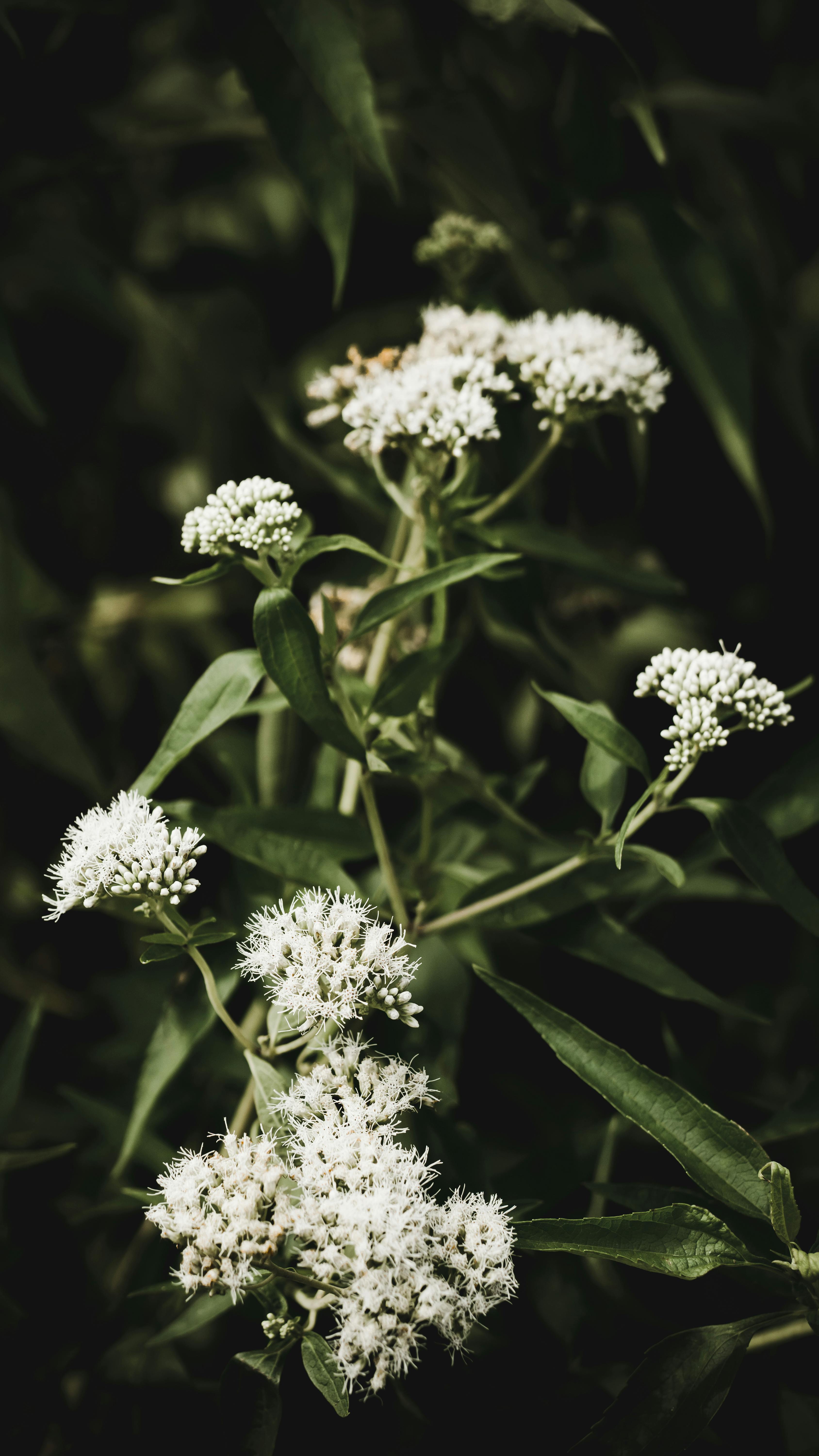 A beautiful close-up of white flowers blooming in a garden, showcasing natural summer flora.