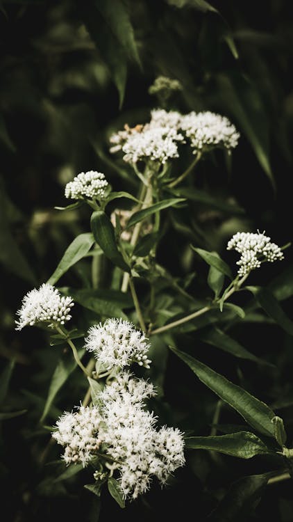 White Flowers in Tilt Shift Lens
