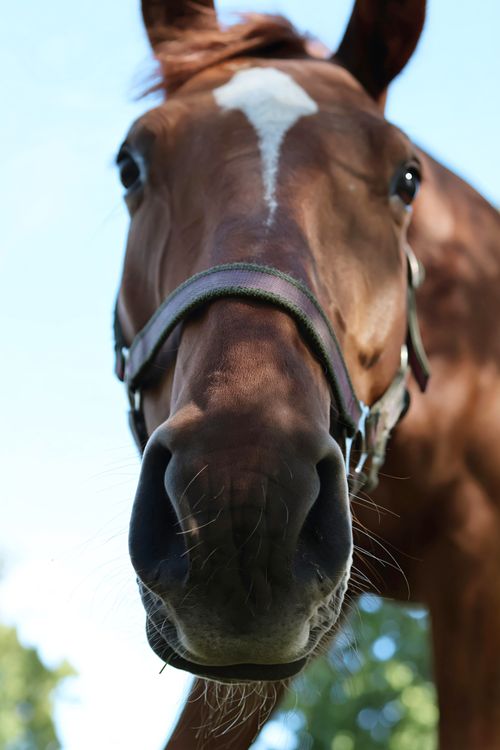 Free A detailed close-up photo of a brown horse's face in natural light. Stock Photo