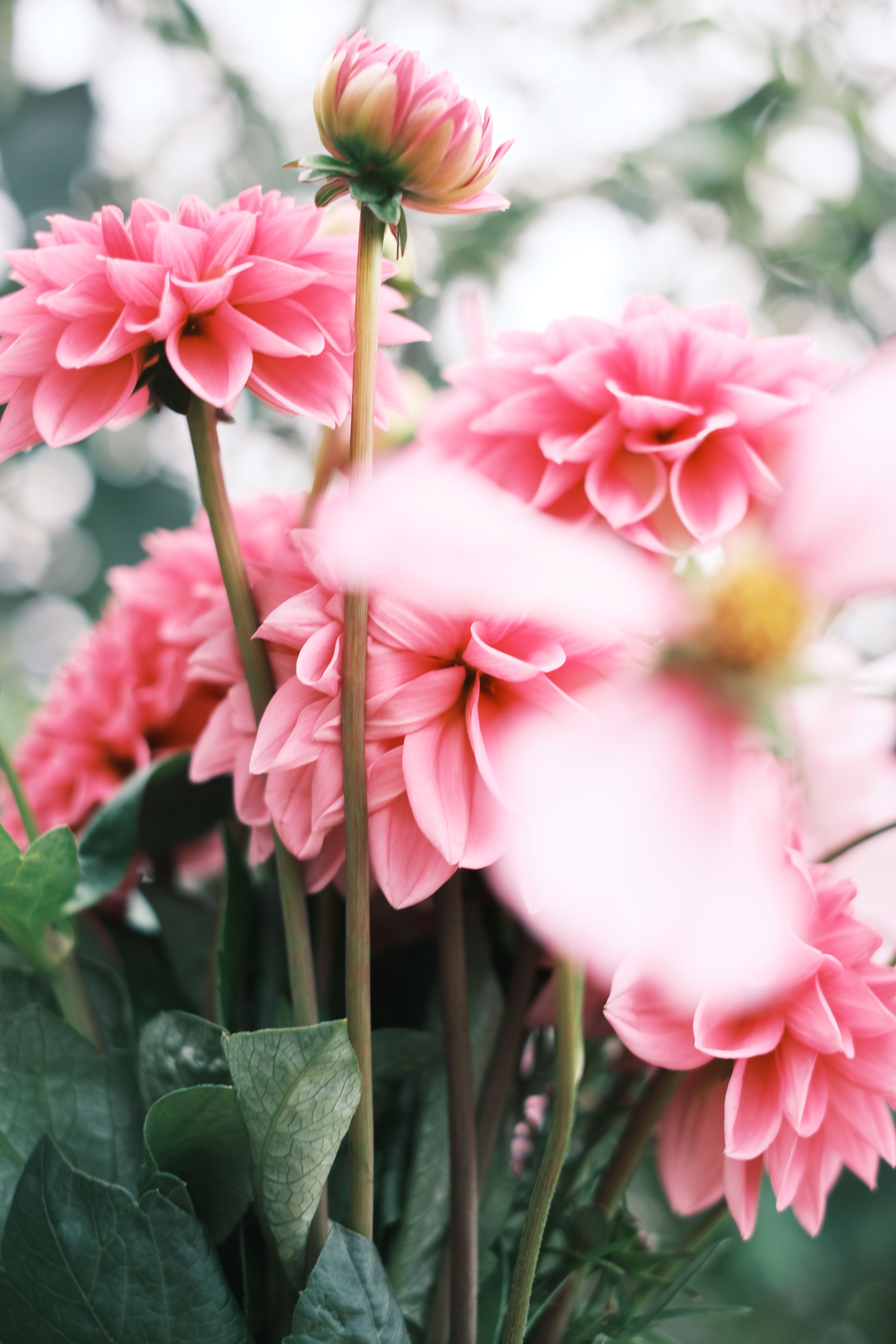 Fotomural Un vibrante grupo de dalias rosas en plena floración, capturado con un efecto de enfoque suave.