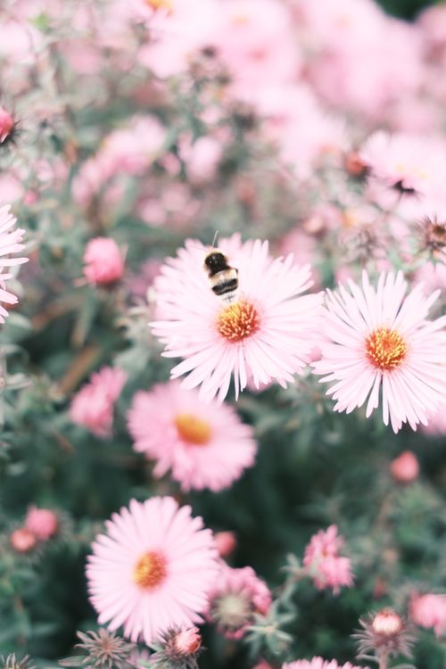Free A bumblebee gathers nectar on vibrant pink aster flowers, showcasing natural beauty. Stock Photo