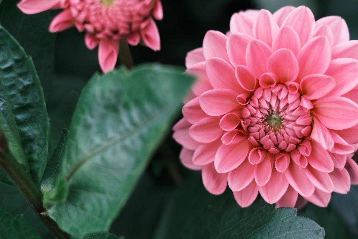 Pink dahlias blooming among green leaves