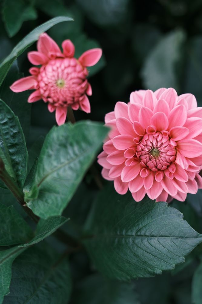 Flower Photos, Download The BEST Free Flower Stock Photos & HD Images