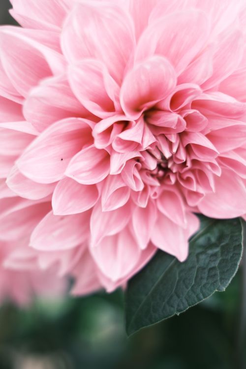 Free Detailed close-up of a vibrant pink dahlia flower with lush petals and green leaves. Stock Photo