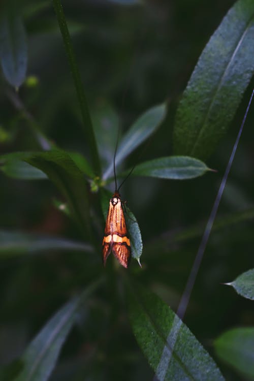 Brown and Black Insect on Green Leaf