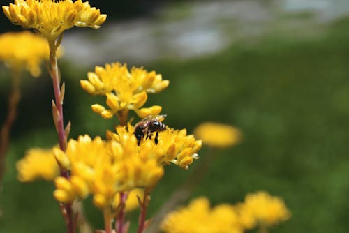 Gratis arkivbilde med bie, blomster, blomstre