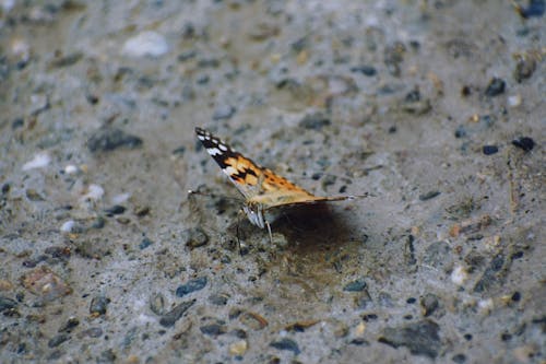 Brown and Black Butterfly on Gray and Black Stone