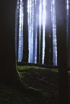 Enchanting forest with sunlight filtering through trees, creating a misty, mysterious atmosphere.
