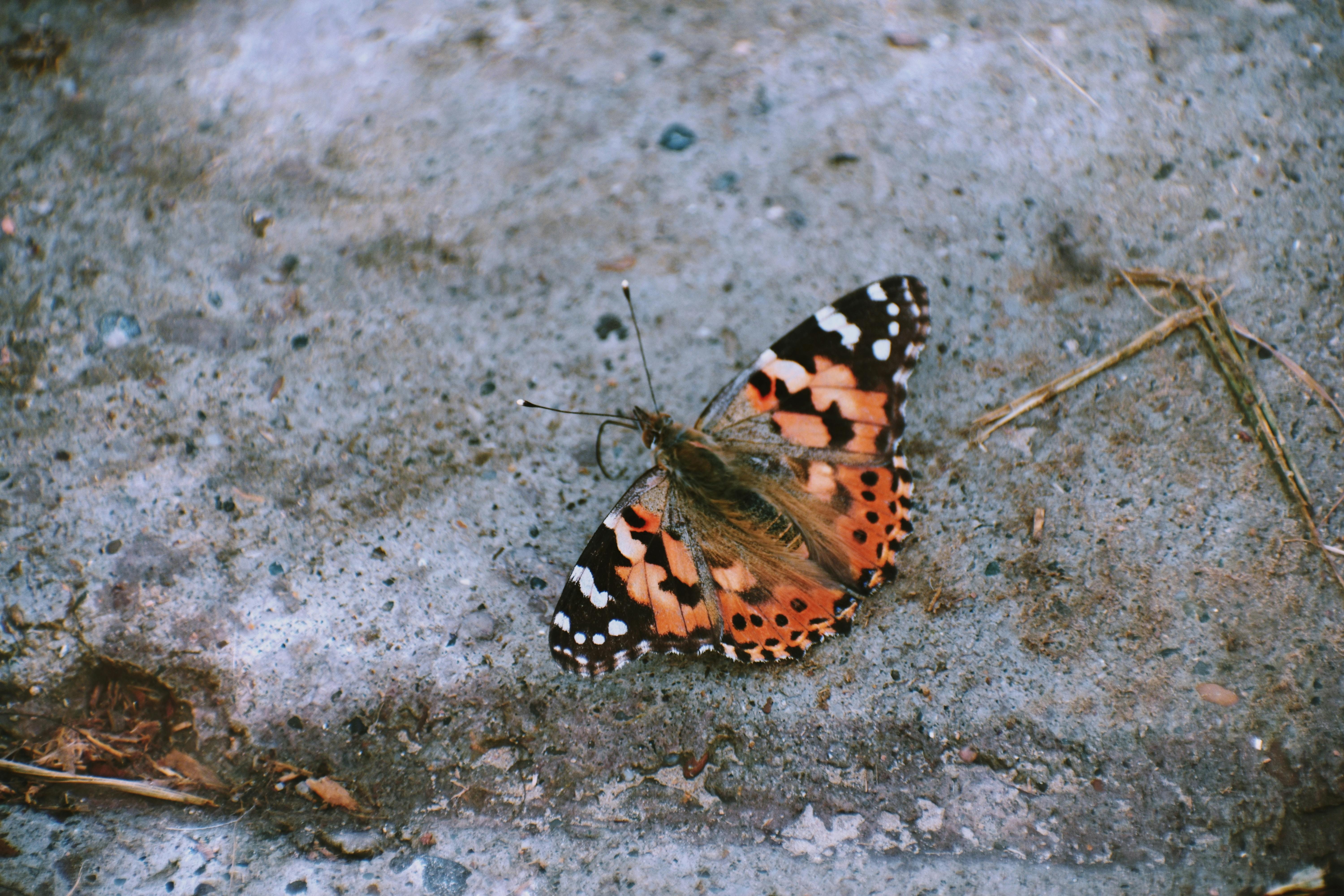 Black and Orange Butterfly · Free Stock Photo
