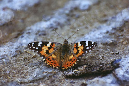 Brown Black and White Butterfly on Gray Surface