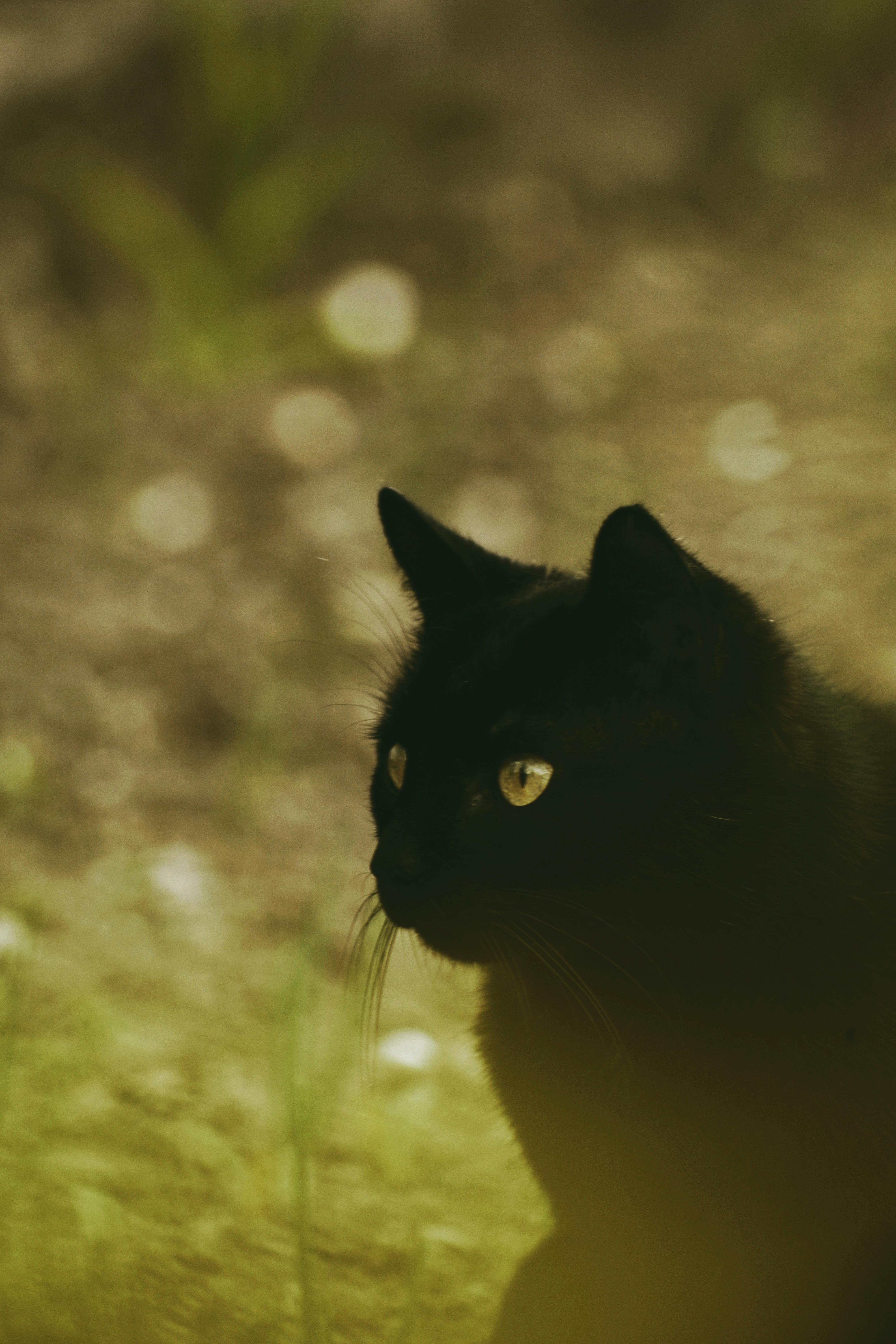 Close-up of a black cat outdoors, showcasing its bright eyes and velvety fur.