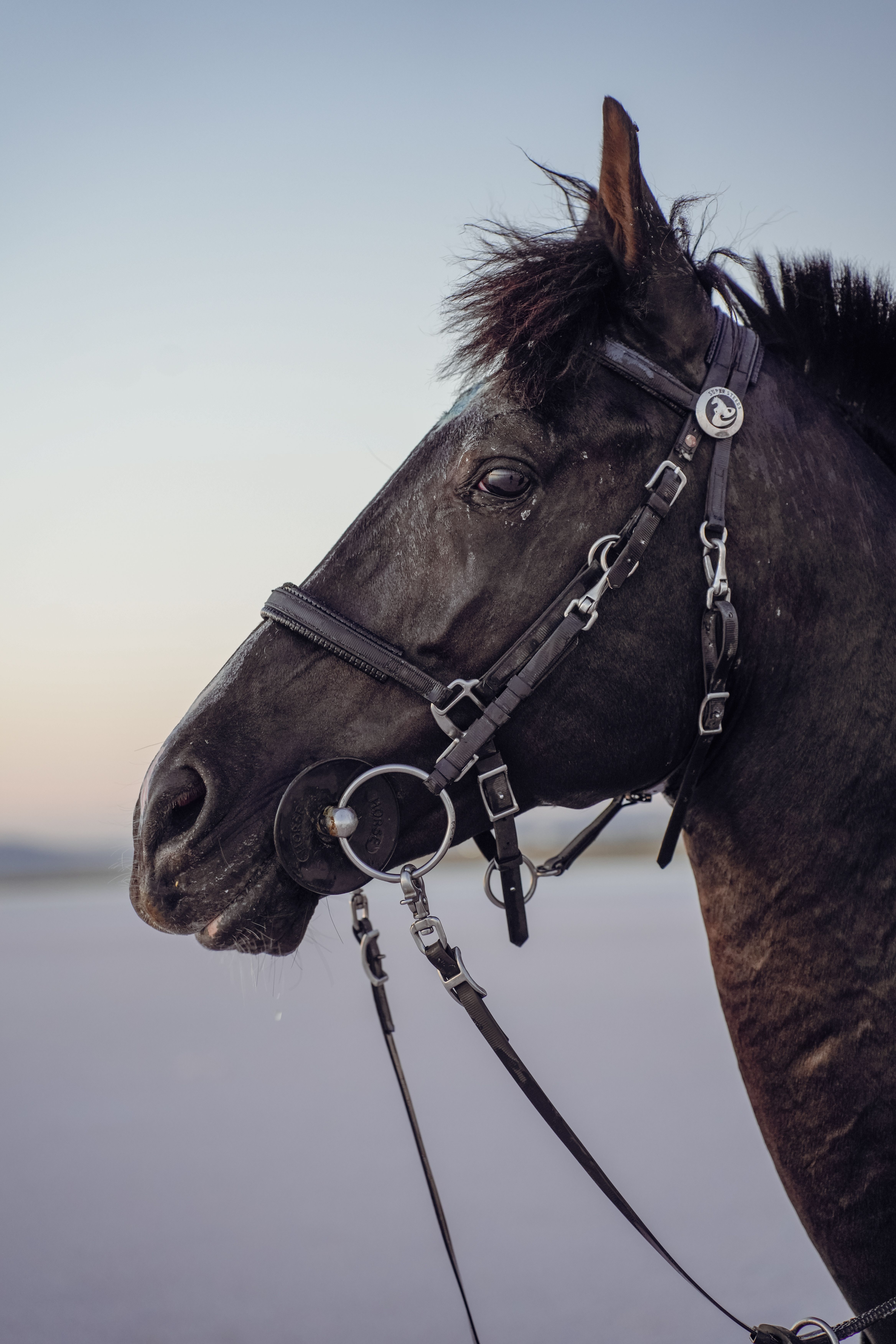 A striking side profile of a black horse outdoors, showcasing its elegant bridle and calm demeanor.