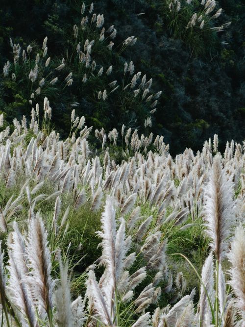 Free A vibrant field of pampas grass in California, showcasing natural beauty and tranquility. Stock Photo