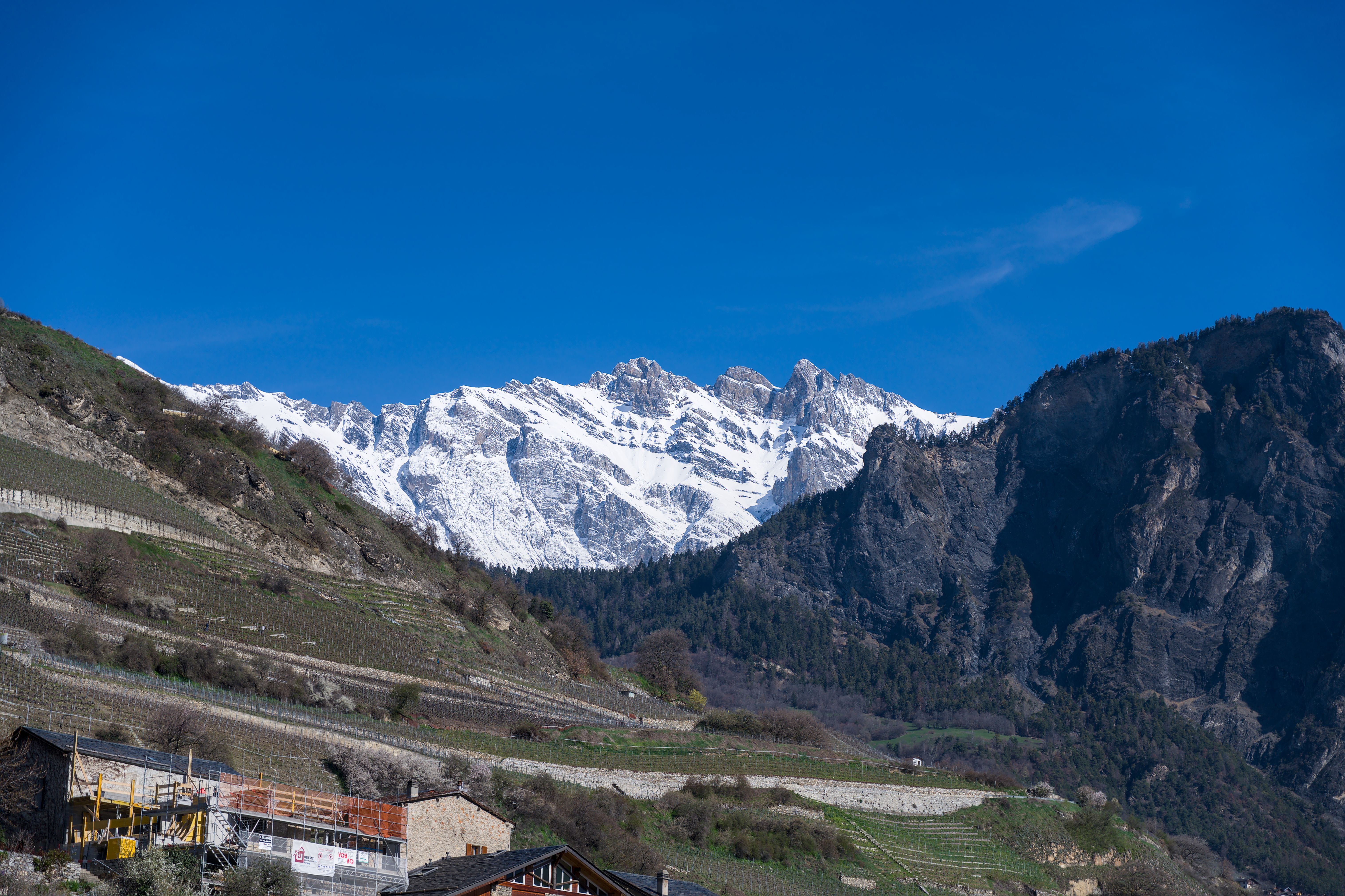 Terraced vineyards on a steep valley side in the Valais with a wall of snow-covered peaks standing across the valley behind