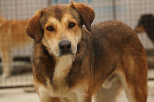 Free A gentle brown dog looks toward the camera in an animal shelter pen. Stock Photo