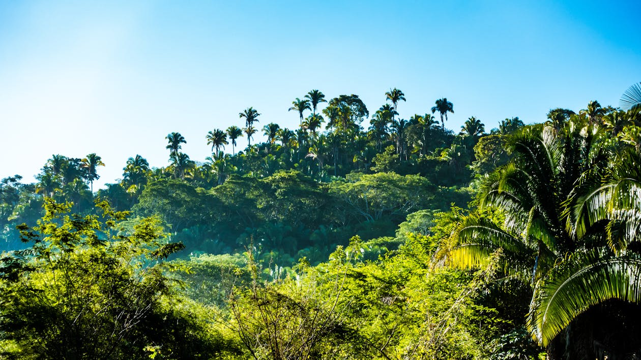 Free Green Trees Stock Photo