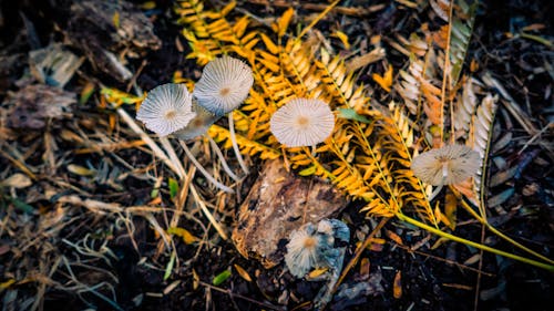 Free stock photo of forest, macro photo, mexico