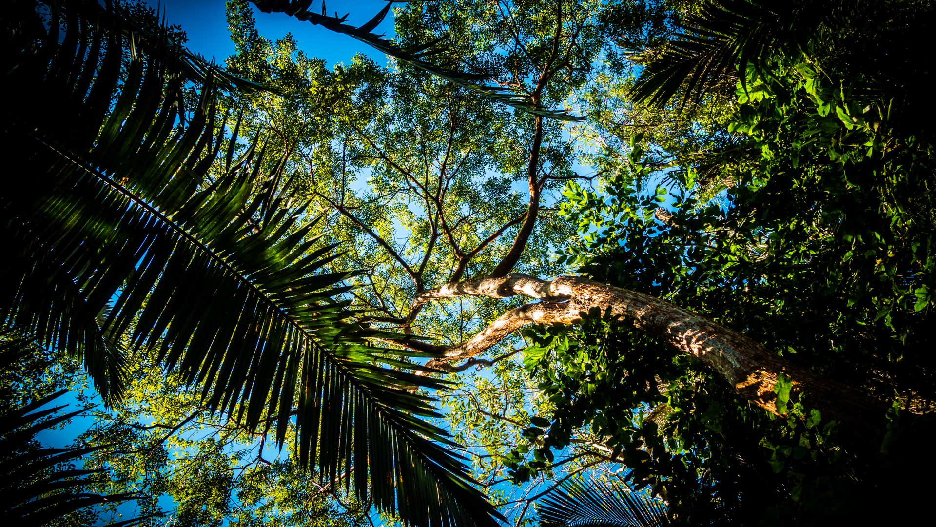 Looking up at a lush tropical forest canopy under bright summer sunlight, showcasing vibrant green foliage.